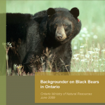 Backgrounder on Black Bears in Ontario
