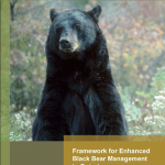 Framework for Enhanced Black Bear Management in Ontario