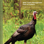Wild Turkey Management Plan for Ontario 2007