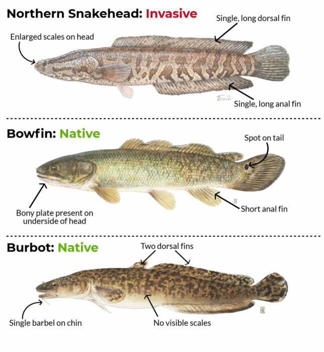 Ontario Fish Chart