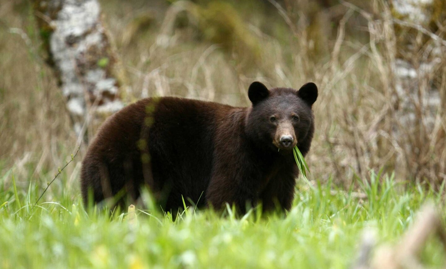 bearswildlifemanagement