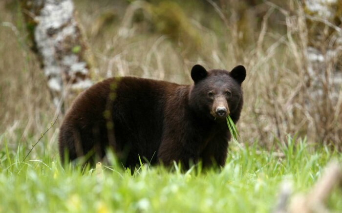 bearswildlifemanagement