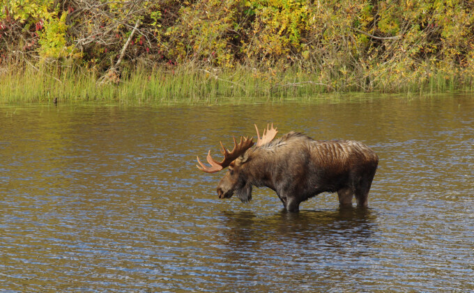 Bull-Moose-(DT—Wendy-Nero)_sm