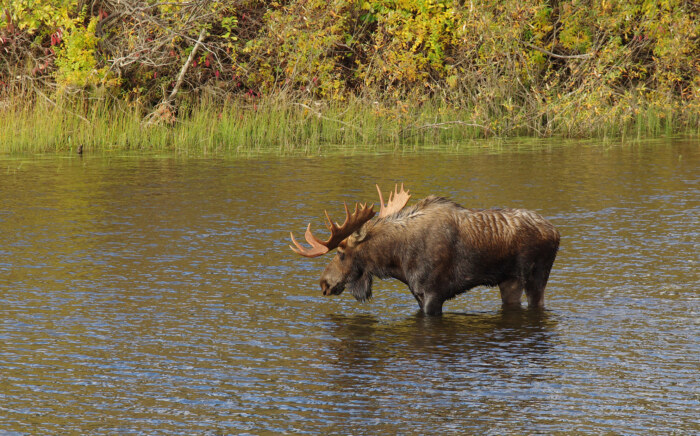 Bull-Moose-(DT—Wendy-Nero)_sm