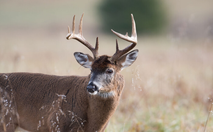 White-tailed-Deer-Buck-In-Open