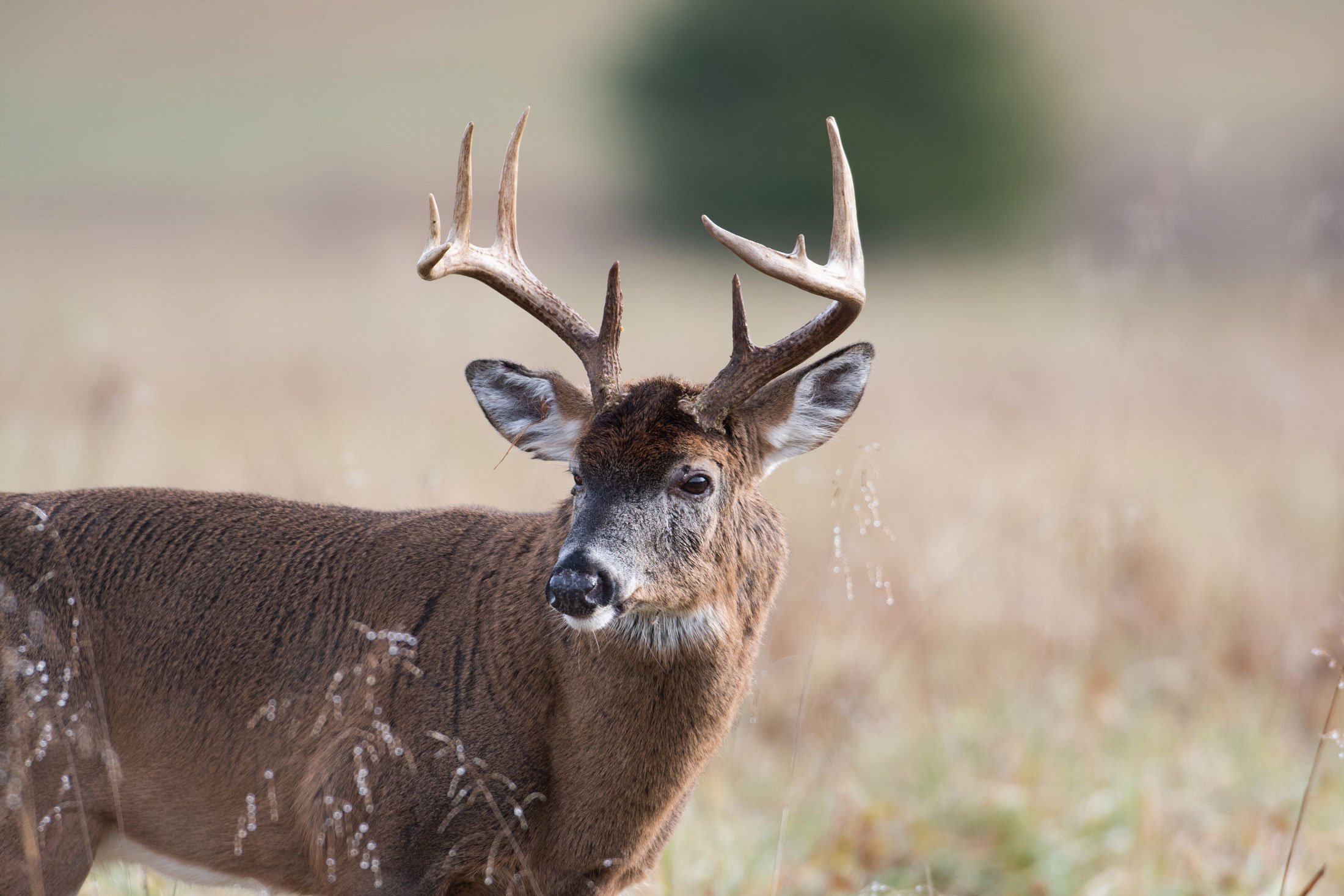 White-tailed-Deer-Buck-In-Open