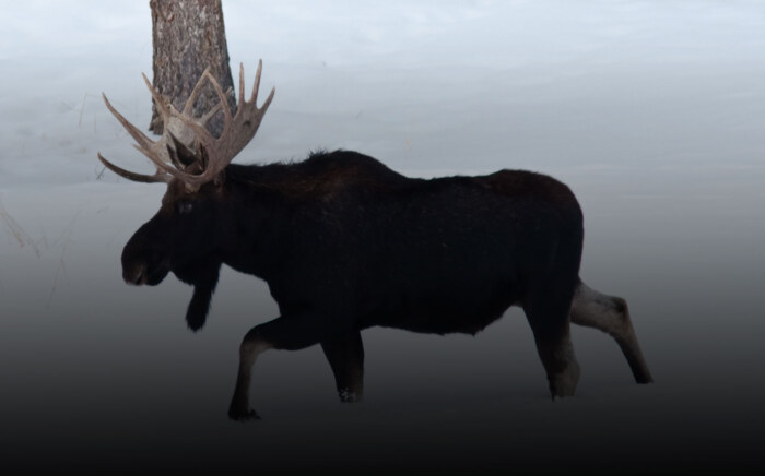 generic-header-moose