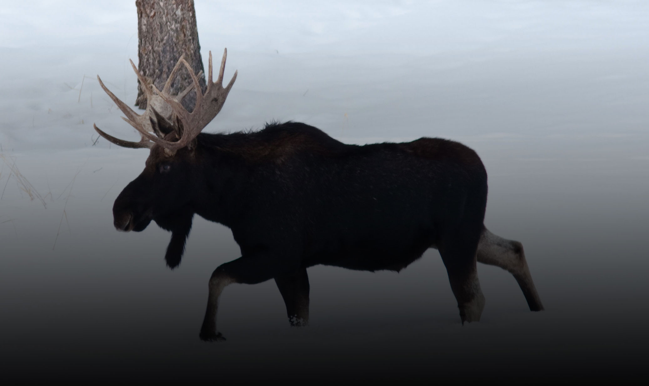 generic-header-moose