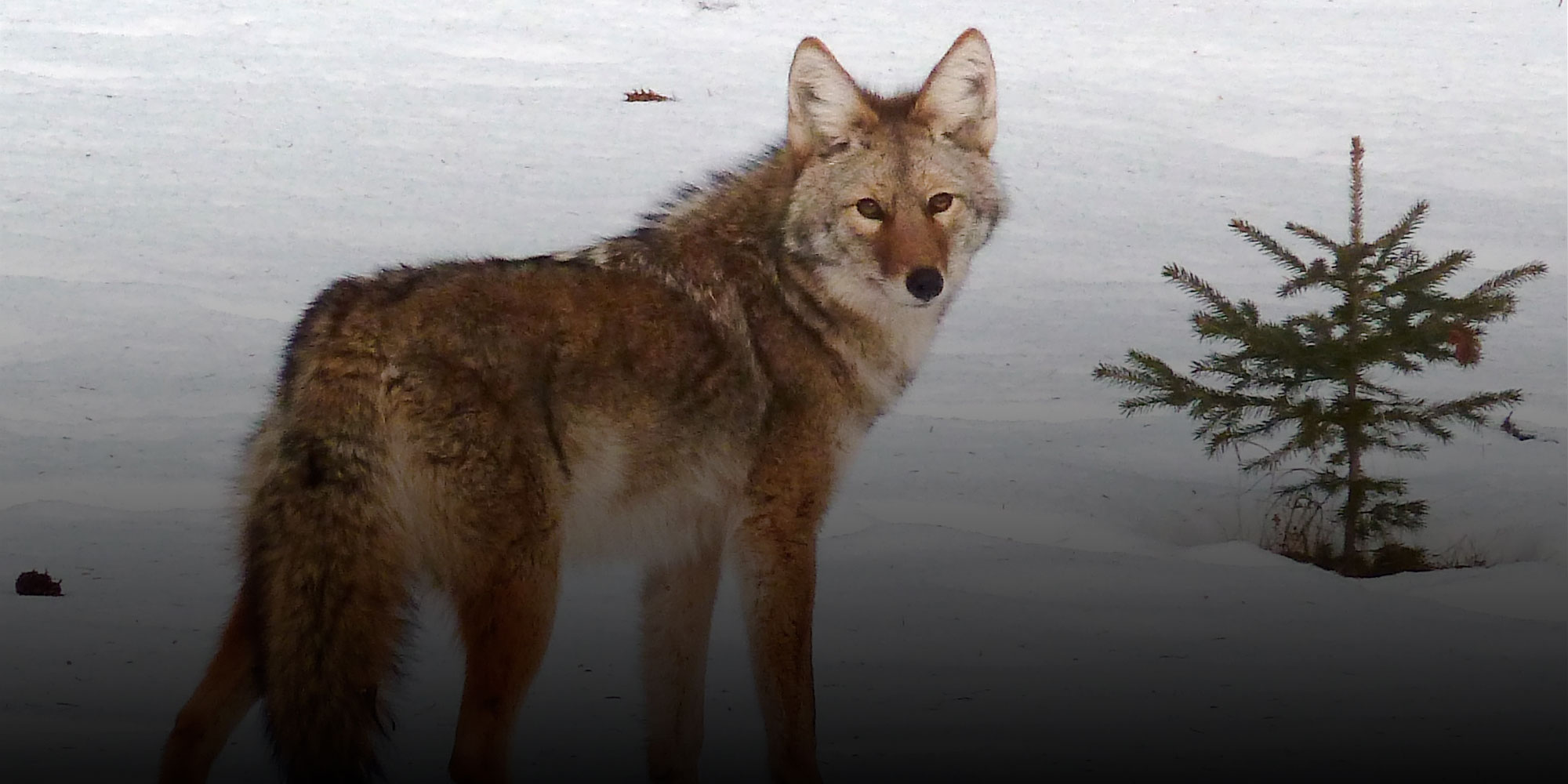 The Truth About Coyote Hunting In Ontario Ofah Insider