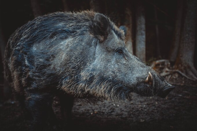 Wild Pig Photo 2