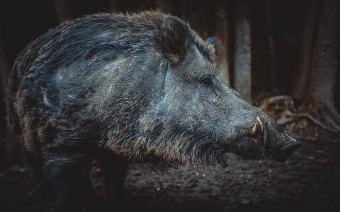 Wild Pig Photo 2