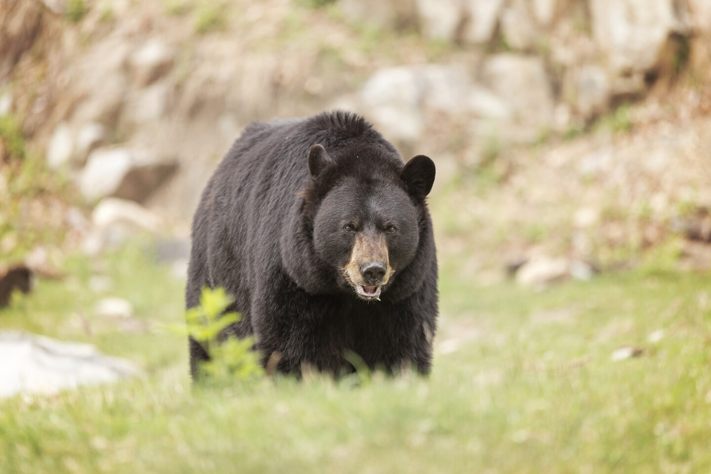 A lone large Black Bear