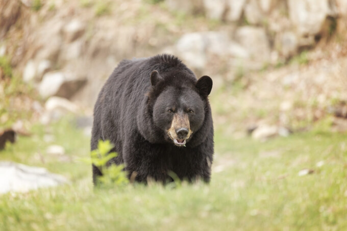 A lone large Black Bear