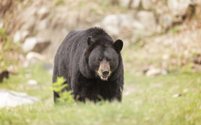 A lone large Black Bear