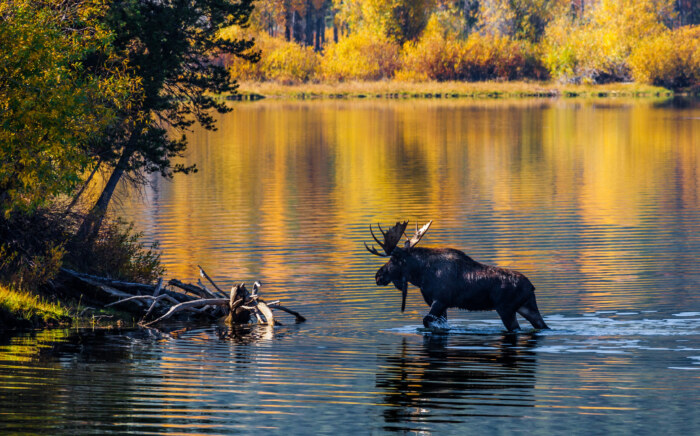 Moose walking through the river in the fall