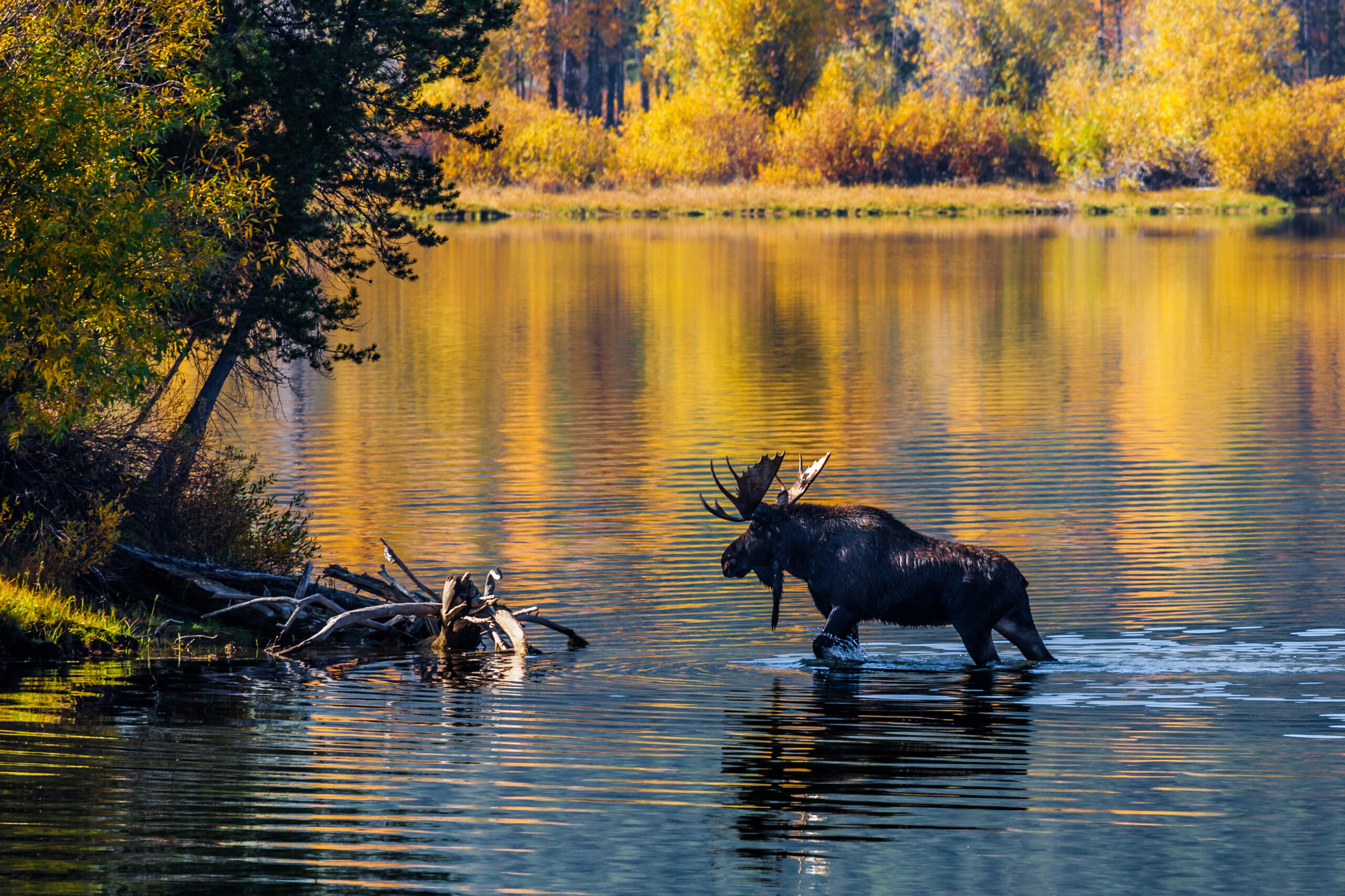 Moose walking through the river in the fall