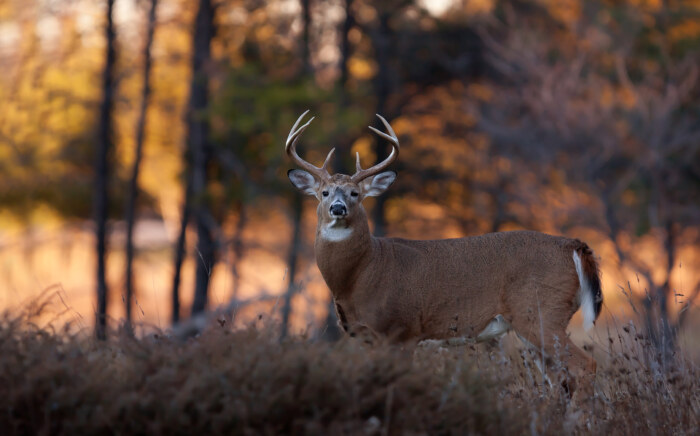 White-tailed deer buck in rut in the forest