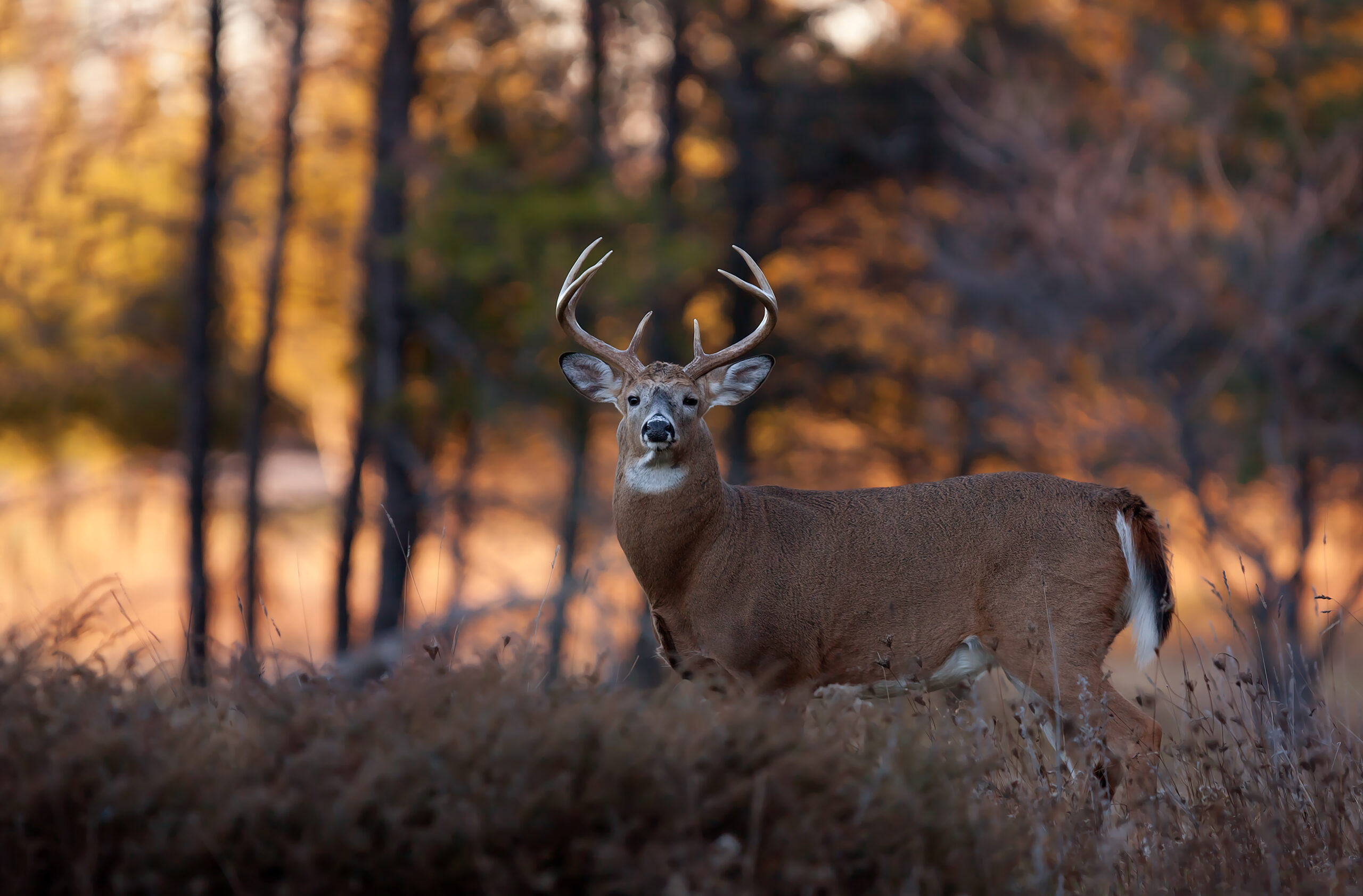 White-tailed deer buck in rut in the forest