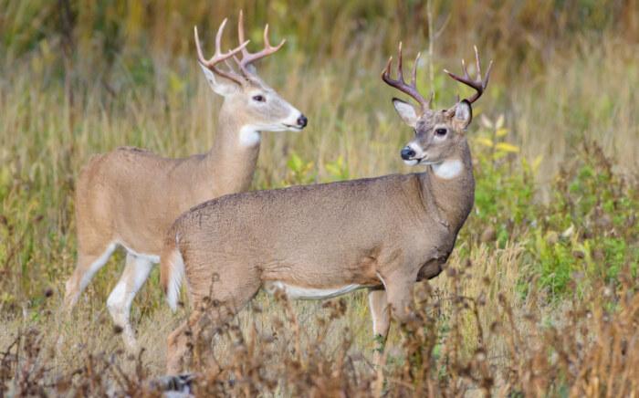 Wild Deer In The Colorado Great Outdoors – White-tailed Deer Buc