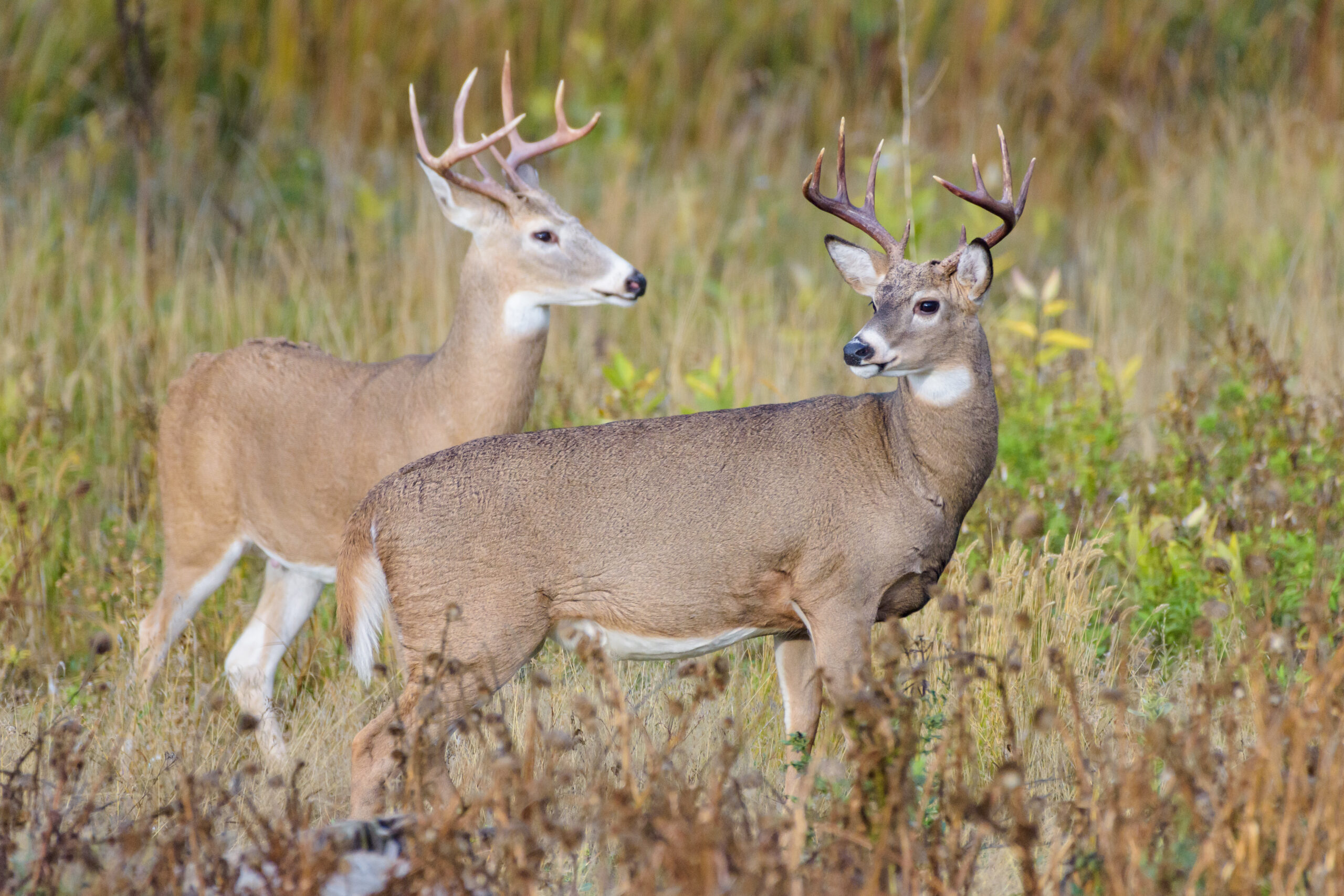 Wild Deer In The Colorado Great Outdoors – White-tailed Deer Buc