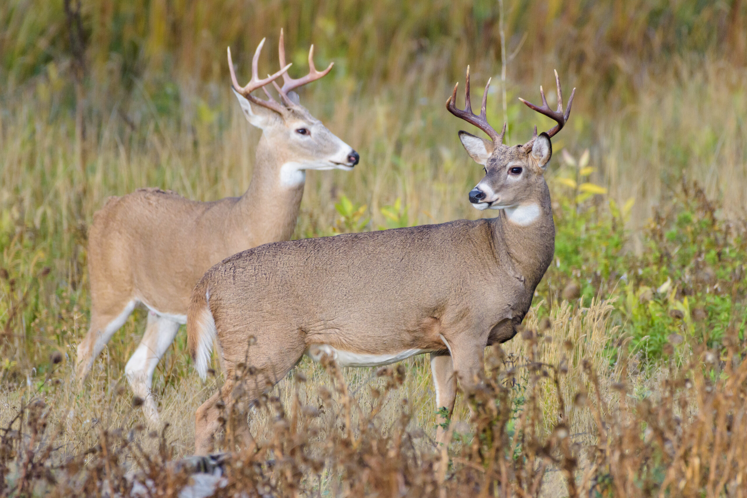 UPDATE: Epizootic Hemorrhagic Disease CONFIRMED in Kingston-area deer -  OFAH Insider