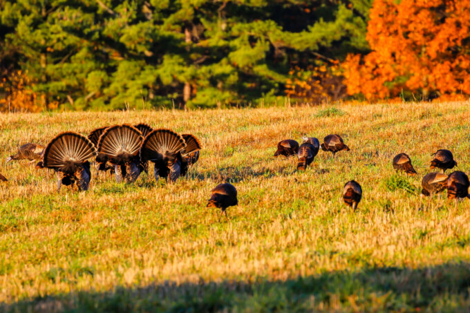 Six tom turkeys (Meleagris gallopavo) with tail fans spread out in fall.