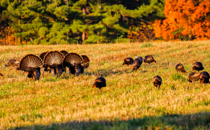 Six tom turkeys (Meleagris gallopavo) with tail fans spread out in fall.