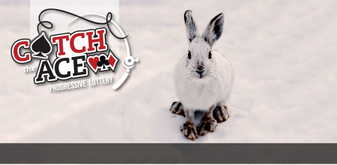 Blog-header-hare2