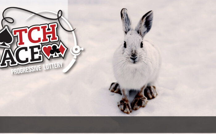 Blog-header-hare2