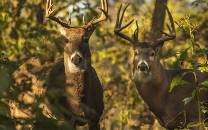 White Tailed Deer Bucks (DT-Michael Shake)