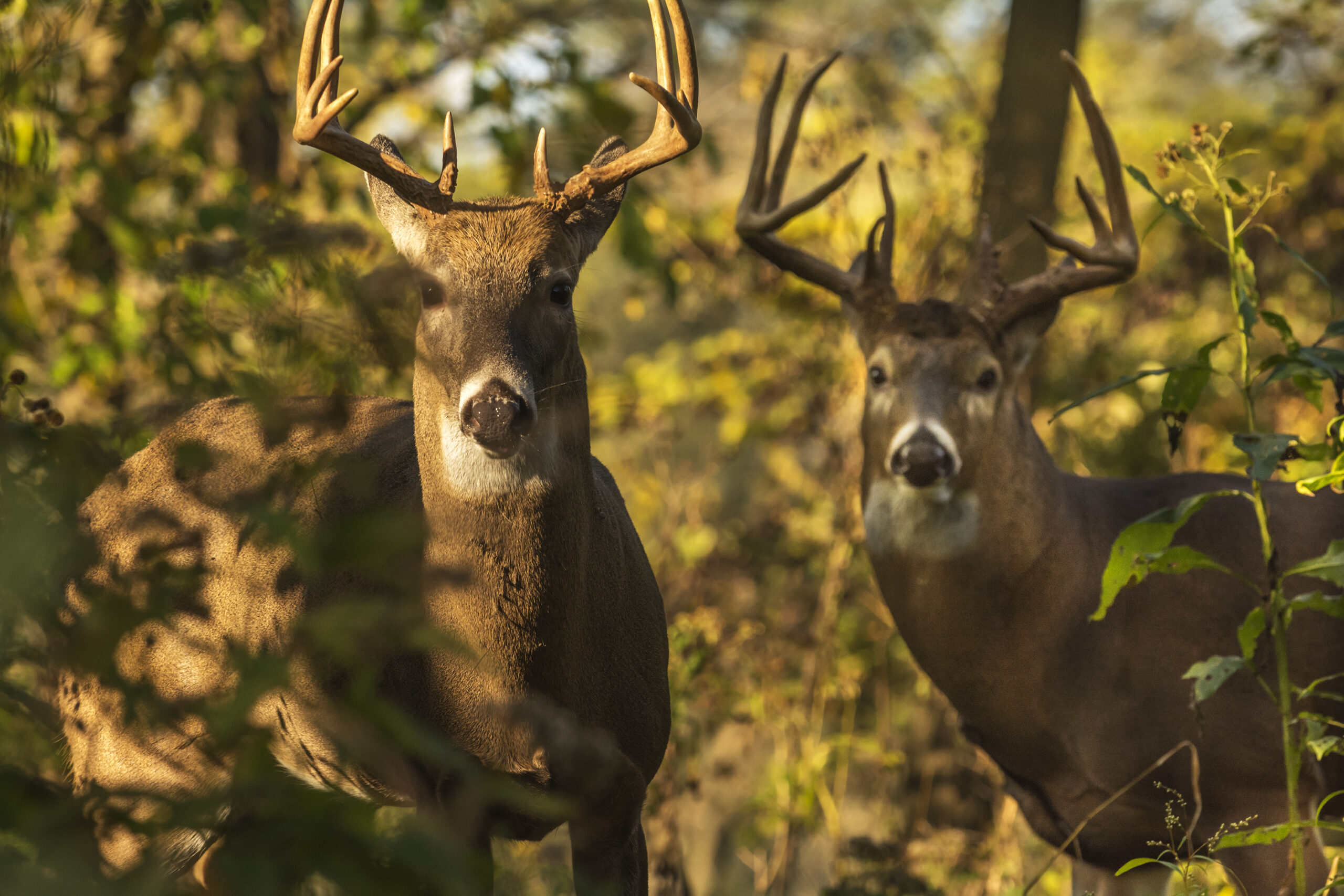 White Tailed Deer Bucks (DT-Michael Shake)