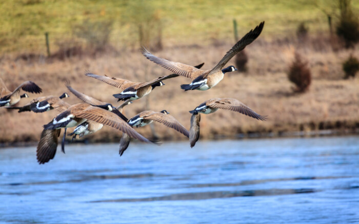 Flying Geese (DT- Alexey Stiop)