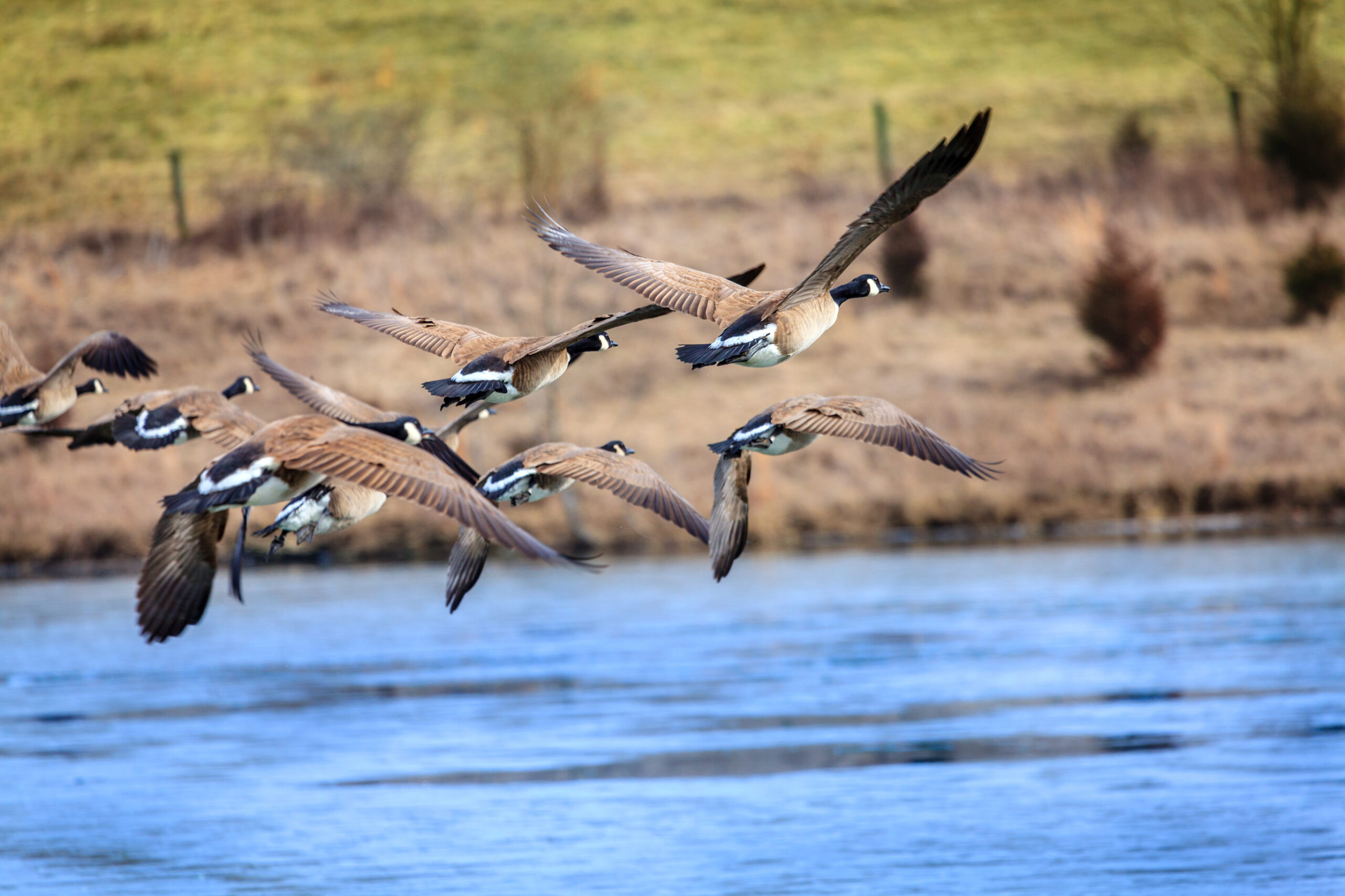 Flying Geese (DT- Alexey Stiop)