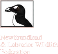 Newfoundland Wildlife Federation