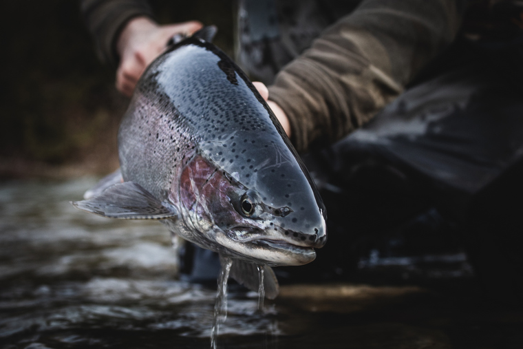 Maitland steelhead in the hands of an angler