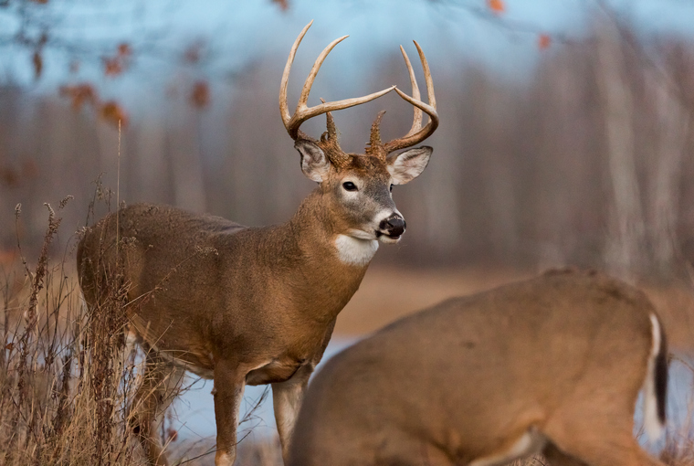 An 8-point buck standing in a swampy area.