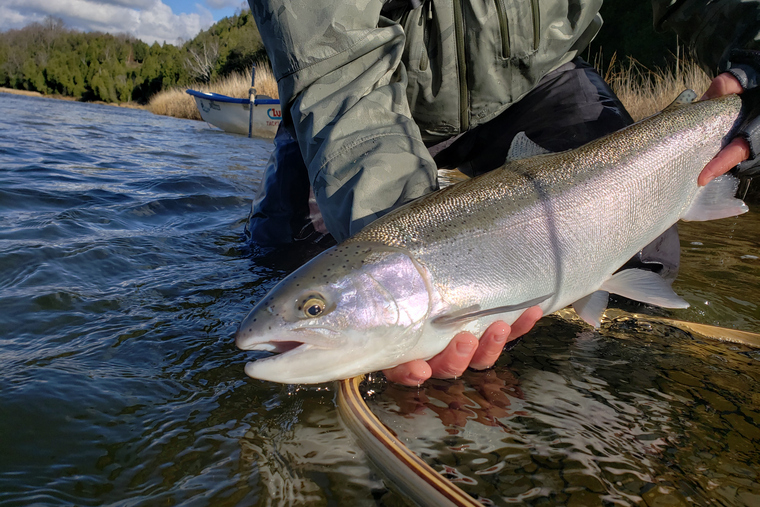 Maitland steelhead in the hands of an angler