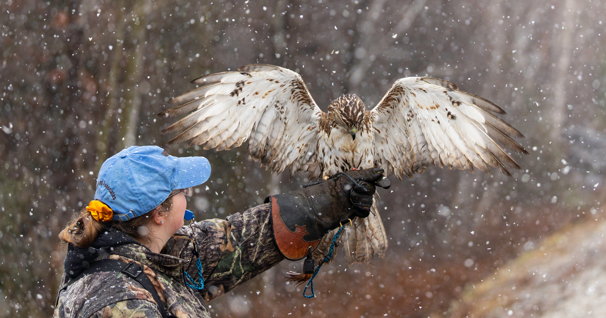 Urban hawking: Small same pursuits