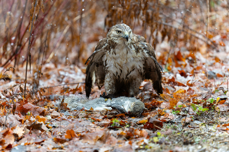 urban hawk with small game
