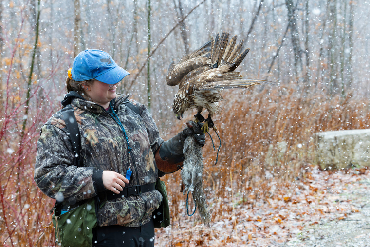 falconer with hawk un an urban forest in pursuit of small game
