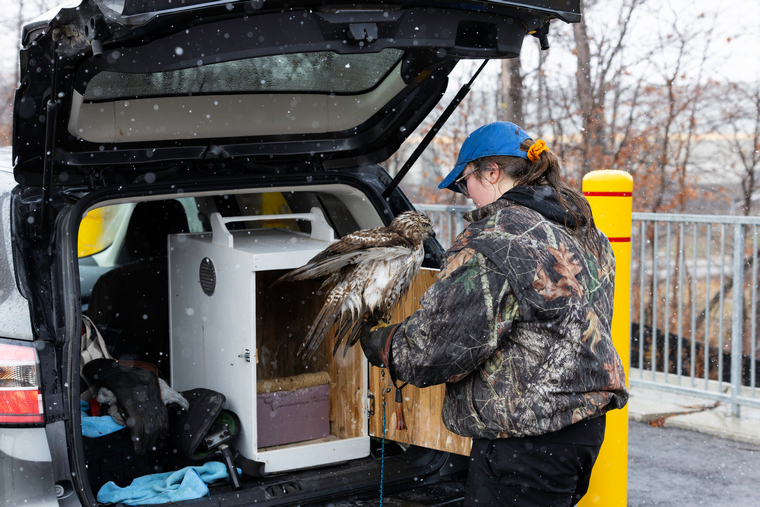 falconer putting hawk in transport cage in an urban parking lot