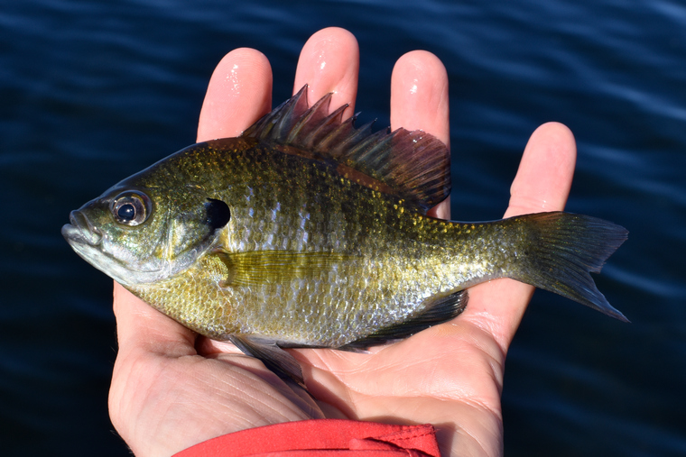 bluegilll sunfish in in the hands of an angler