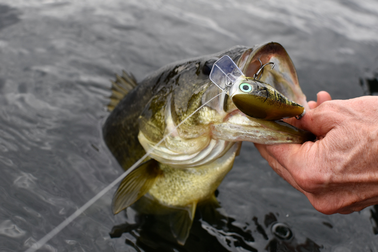 largemouth with crankbait
