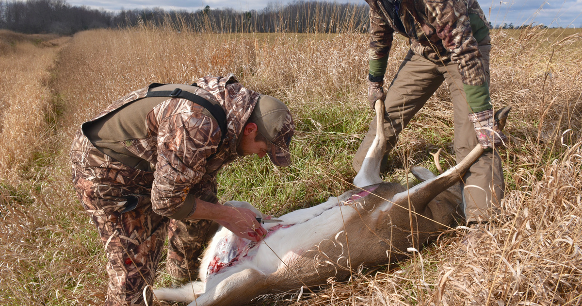 Two hunters in camouflage gear preparing to field dress a deer in a grassy field.