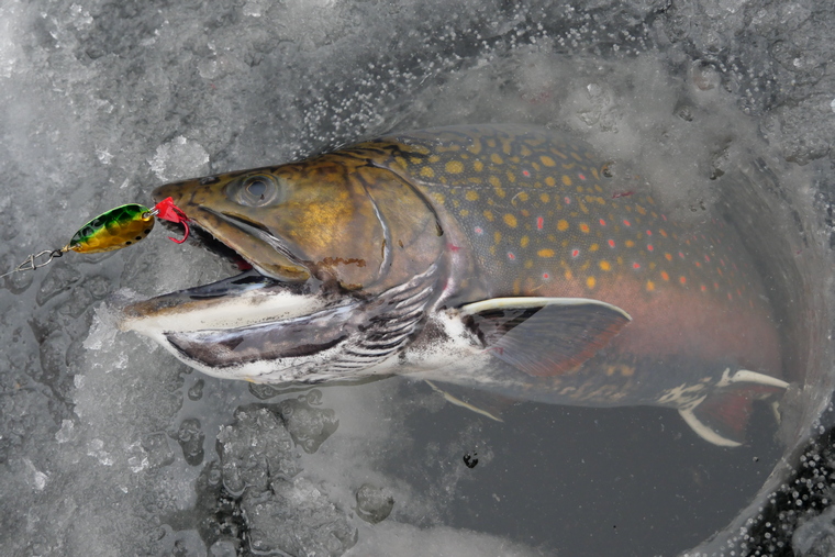 A brook trout emerges through a hole in the ice, showcasing the rewards of put-and-take fishing
