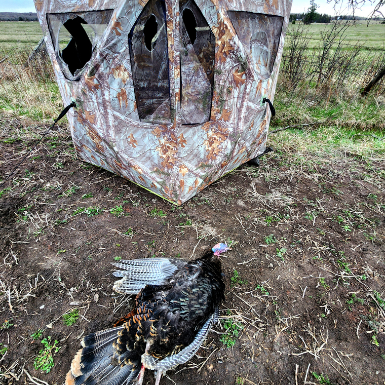 turkey and ground blind