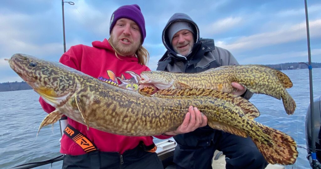 two anglers holding burbot