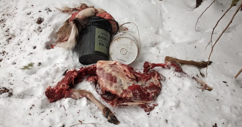A deer carcass lying on the side of the road in the snow the result of wild game carcass disposal
