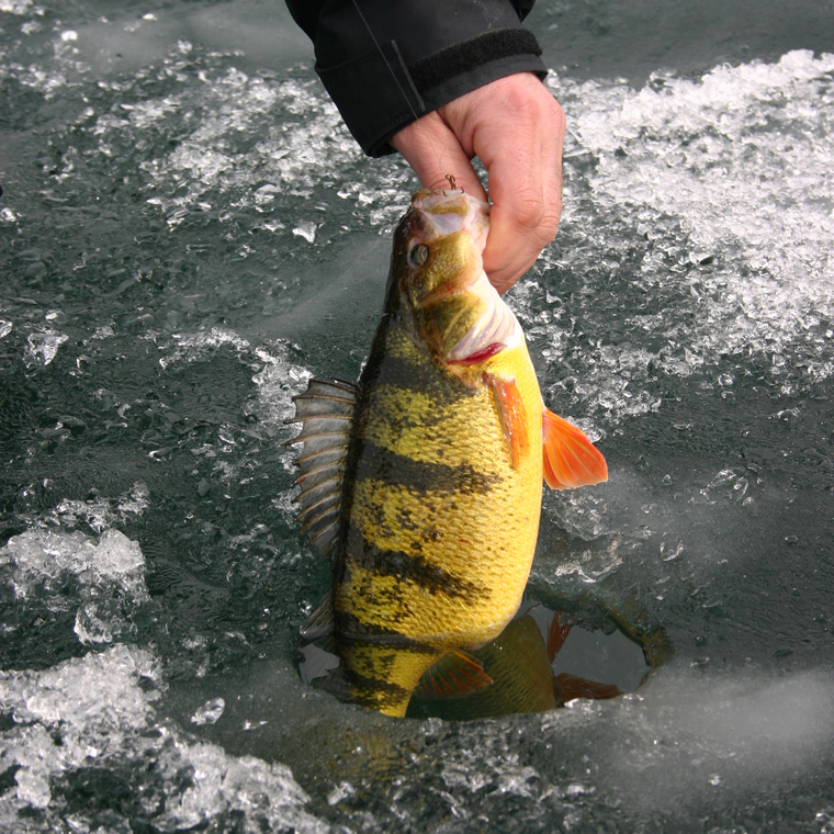 perch through the ice