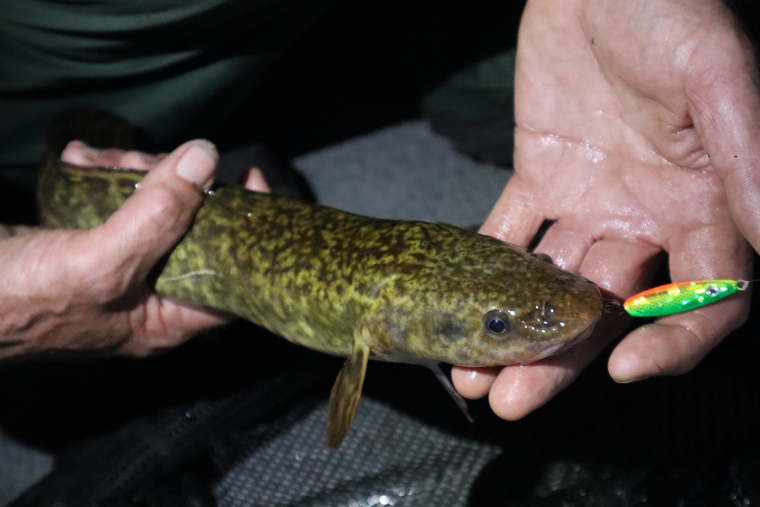 burbot in the hands of an angler